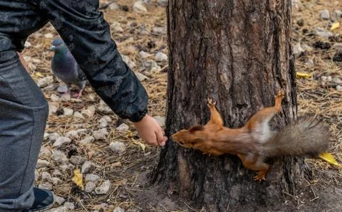 A squirrel sits on the trunk of a pine tree located in the autumn forest Stock Photos