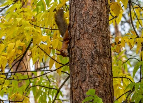 A squirrel sits on the trunk of a pine tree located in the autumn forest Stock Photos