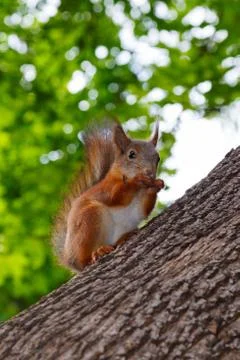 Squirrel sits on the trunk of the tree Stock Photos