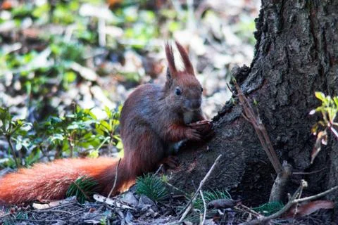 Squirrel sits under a tree and eats a nut Stock Photos