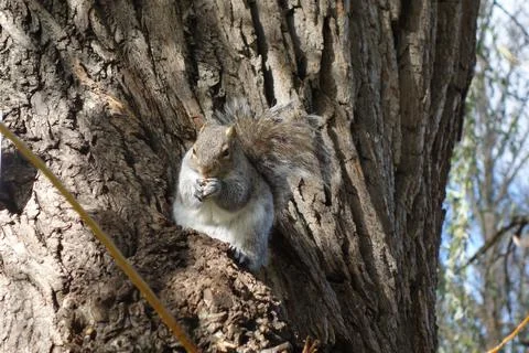 Squirrel sits on a willowtree eating a peanut Stock Photos
