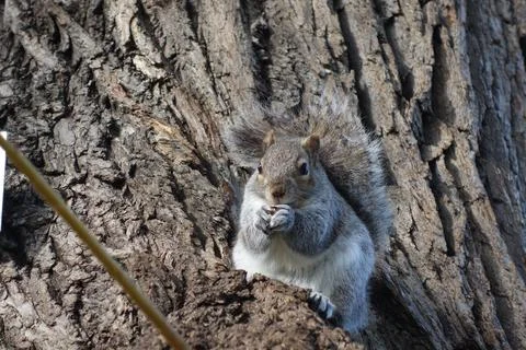 Squirrel sits on a willowtree eating a peanut Stock Photos