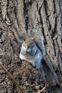Squirrel sits on a willowtree eating a peanut Stock Photos
