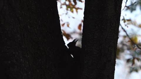 Squirrel sitting along tree. Day time animal between tree branches Stock Footage 256793929