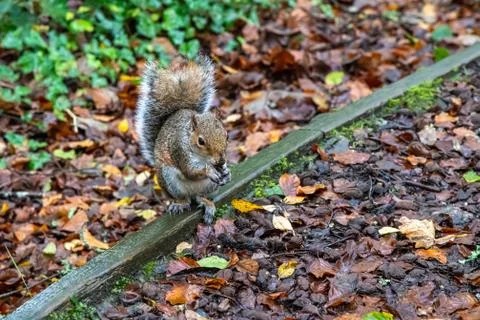 A squirrel sitting and eating a beech nut in autumn Stock Photos