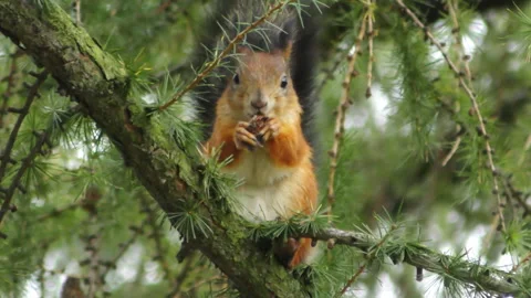 Squirrel sitting and eating Video stock 118752240