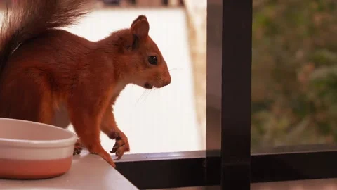 Squirrel sitting and looking at you Vídeo Stock 280847224