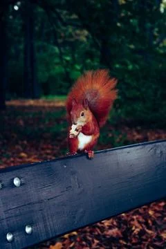 Squirrel sitting on banch Stock Photos