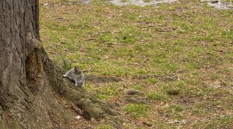 A squirrel is sitting by the base of a tree, looking around cautiously. The s Foto stock