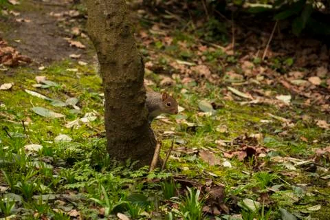 Squirrel sitting behind a tree Stock Photos