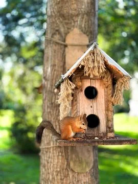 Squirrel is sitting on a birdhouse Stock Photos