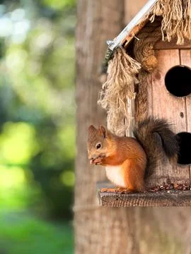 Squirrel is sitting in a birdhouse Stock Photos