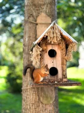 Squirrel is sitting in a birdhouse on a tree Stock Photos