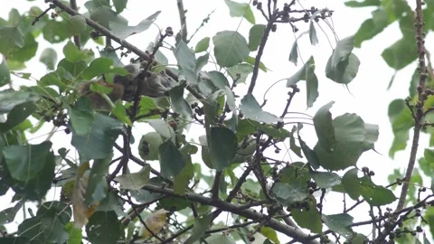 Squirrel Sitting on Bodhi Tree Branch Stock Footage 327831747