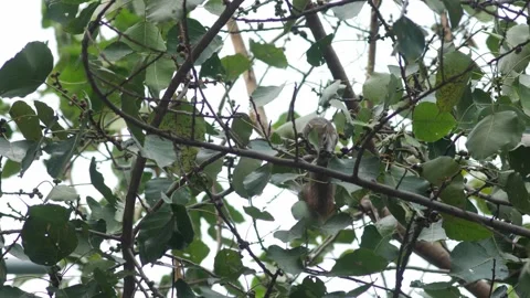 Squirrel Sitting on Bodhi Tree Branch Vídeo Stock 330447451