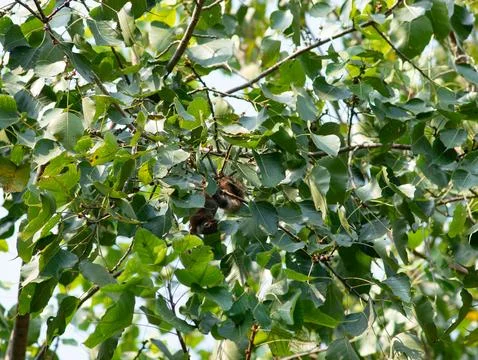 Squirrel Sitting on Bodhi Tree Branch Among Green Leaves in Garden Foto stock