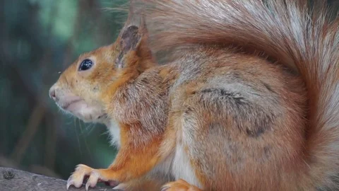Squirrel sitting on a branch and eating walnut Stock Footage 80597171