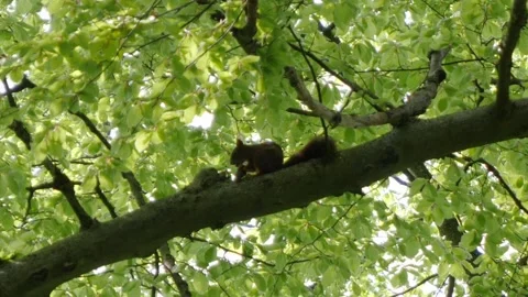 Squirrel sitting on a branch and eating nuts in slow motion. Stock Footage 154394546