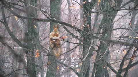 Squirrel sitting on branch Video stock 10807453