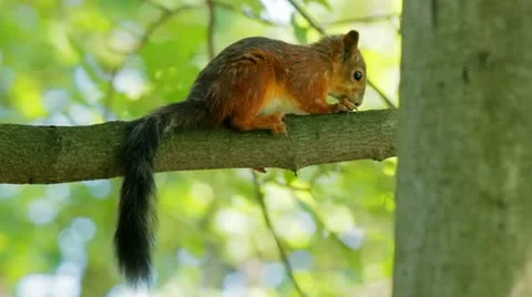 Squirrel sitting on a branch Stock Footage 11563772