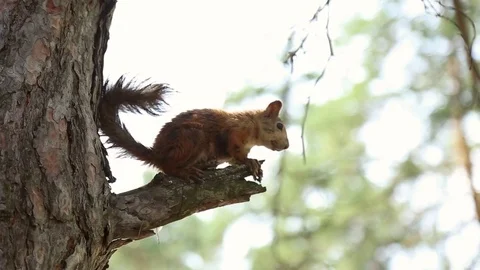 Squirrel sitting on a branch Stock Footage 79319505