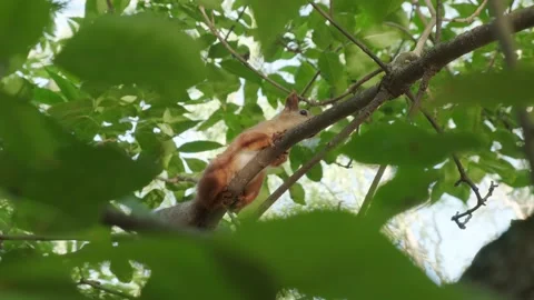 A squirrel is sitting on a branch Stock Footage 160343035