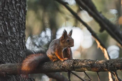 Squirrel sitting on a branch in the forest. Eurasian red squirrel Stock Photos