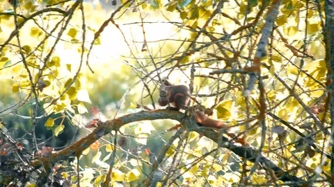 Squirrel sitting on a branch with a nut in paws Stock Footage 71193997