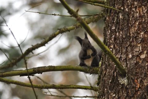 Squirrel sitting on branch Stockfoto's