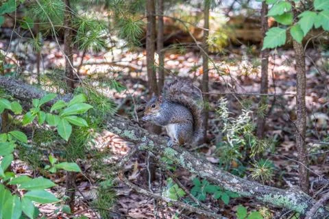 Squirrel sitting on a branch Stock Photos
