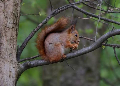 Squirrel sitting on a branch Stock Photos