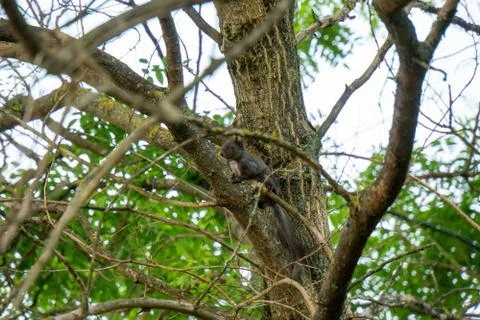 Squirrel sitting on a branch of a tree Stock Photos