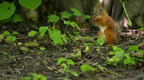 Squirrel sitting in the bushes Stock Footage 11446809