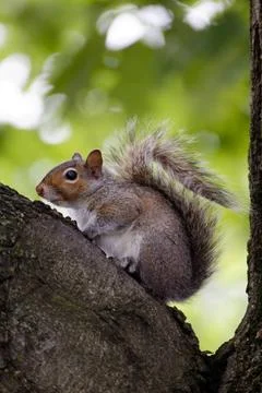 Squirrel Sitting Calmly on Tree before Green Leaves Facing Left Healthy sq... Stock Photos