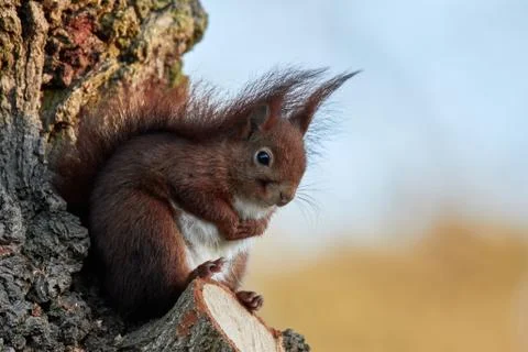Squirrel sitting close to a trunk of an oak tree Stock Photos