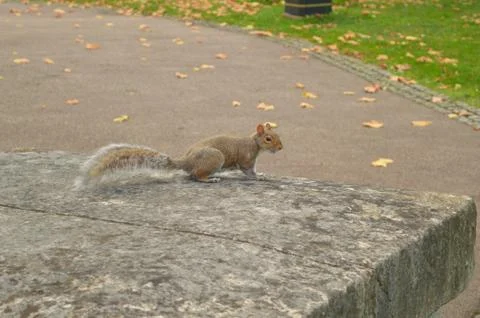 Squirrel sitting on a concrete block Stock Photos