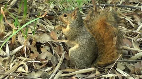 Squirrel Sitting Up Eating Stands and Looks At Camera Stock Footage 12046480