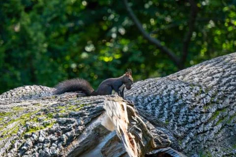 Squirrel sitting on a fallen tree with a nut in his mouth Stock Photos