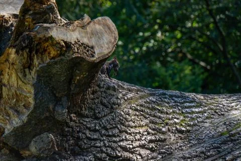 Squirrel sitting on a fallen tree with a nut in his mouth Foto stock