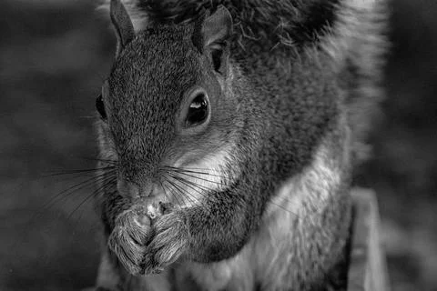 Squirrel sitting in feeder Foto stock