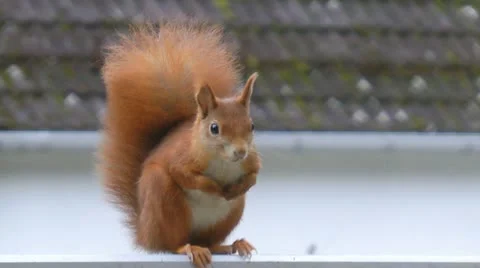 Squirrel sitting on fence 스톡 동영상 12314338