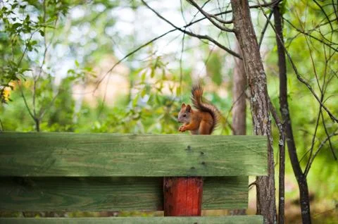 Squirrel sitting on a fence Stock Photos
