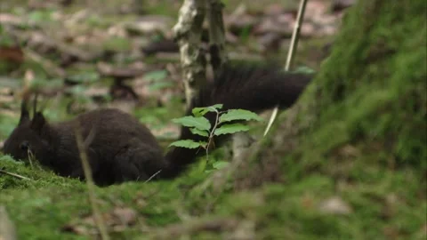 Squirrel sitting on the forest floor while grooming its fur Stock Footage 322216491