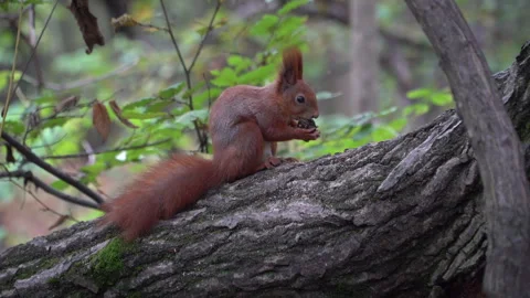Squirrel sitting on a forest  tree eating nut. Stock Footage 301450256