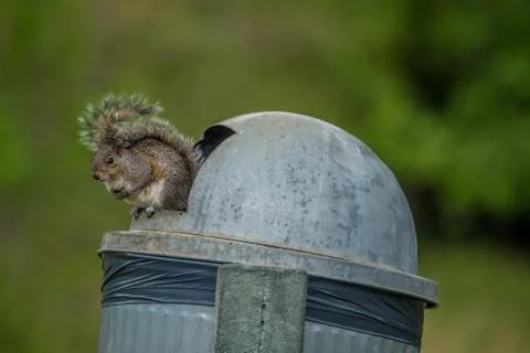 Squirrel sitting on a garbage can Stock Photos