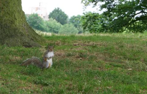 Squirrel sitting on grass looking at camera with space for copy Stock Photos