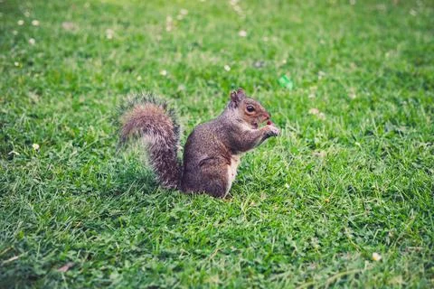 A squirrel is sitting on the grass in a park Stock Photos
