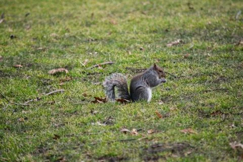 Squirrel sitting on the grass Stock Photos