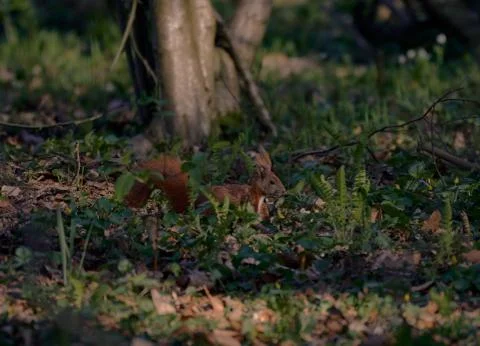 Squirrel sitting in the grass Stock Photos