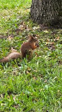 Squirrel is sitting in the grass Stock Photos